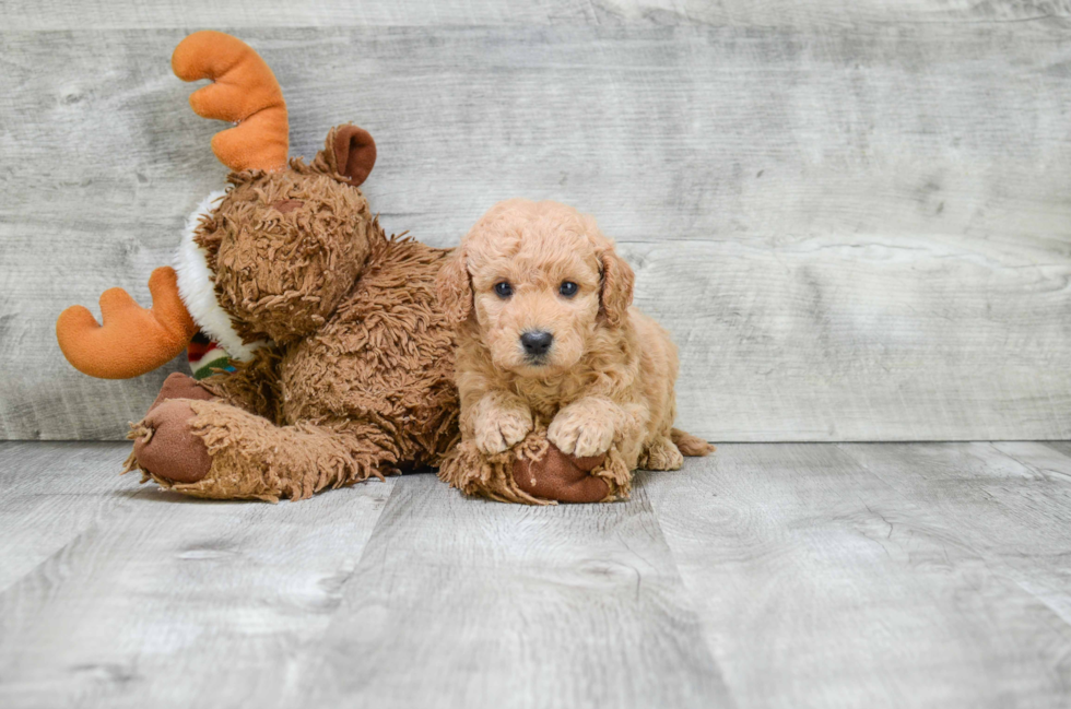 Best Mini Goldendoodle Baby