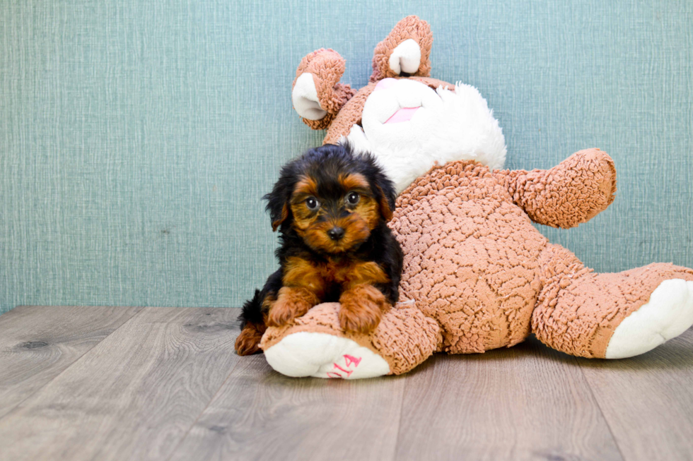 Funny Yorkie Poo Poodle Mix Pup