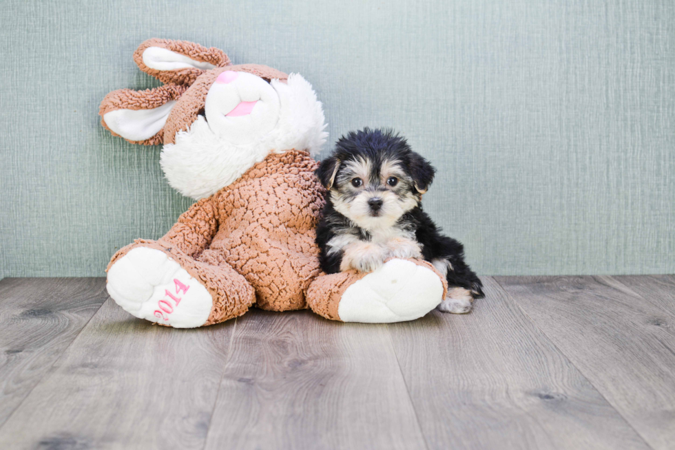 Morkie Puppy for Adoption