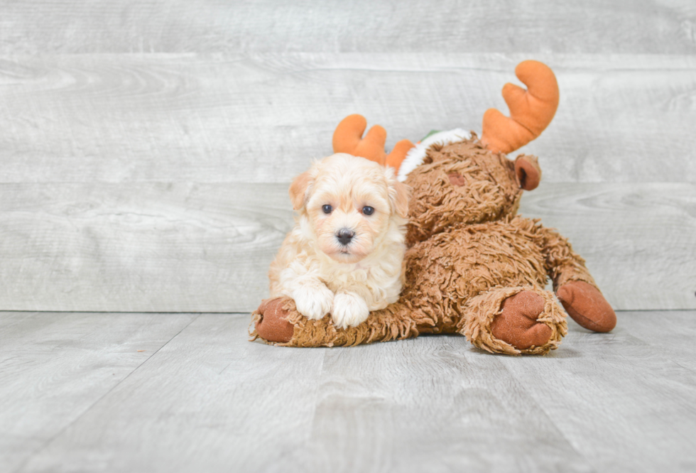 Maltipoo Pup Being Cute