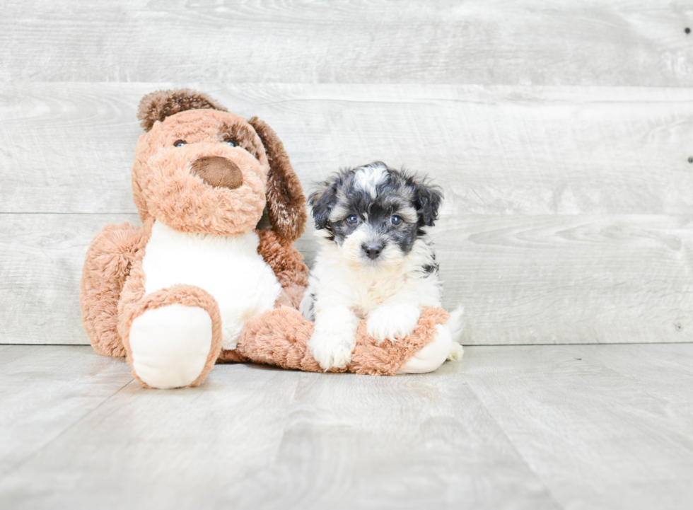 Akc Registered Havanese Baby