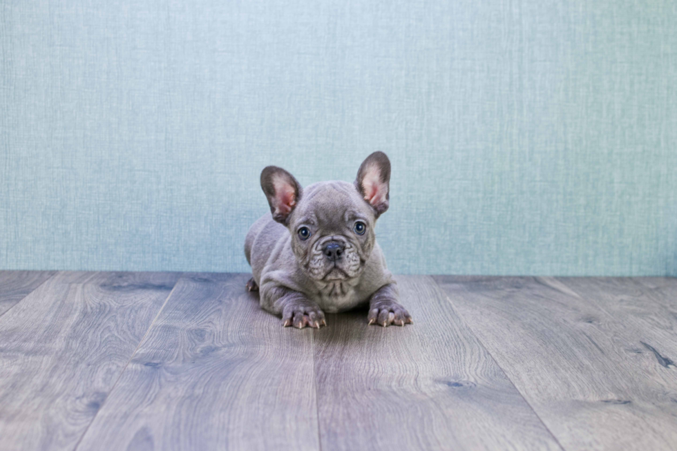 Small French Bulldog Baby