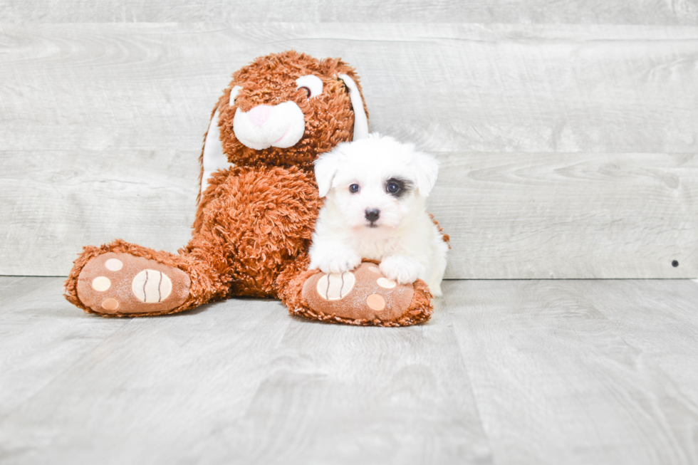 Morkie Puppy for Adoption