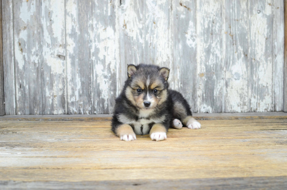 Pomsky Puppy for Adoption