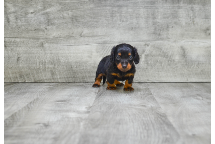 Cute Dachshund Purebred Puppy