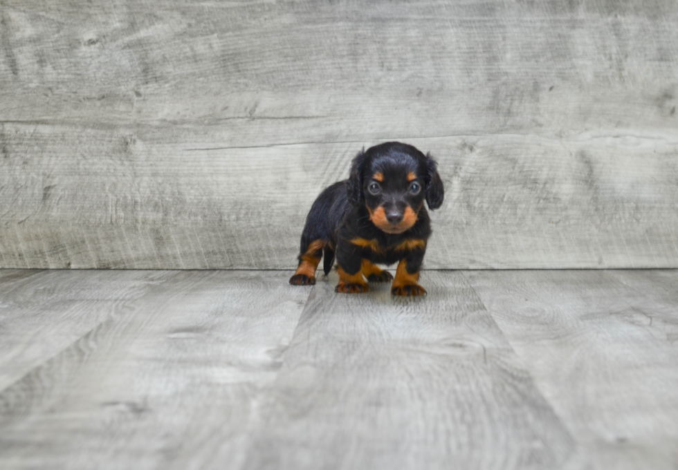 Cute Dachshund Purebred Puppy