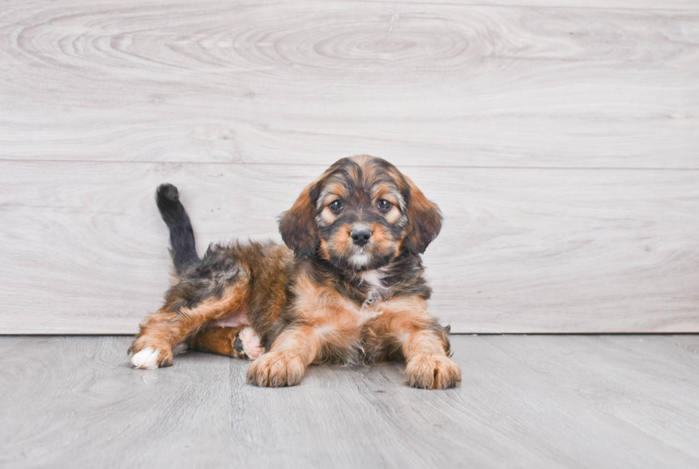Mini Bernedoodle Pup Being Cute