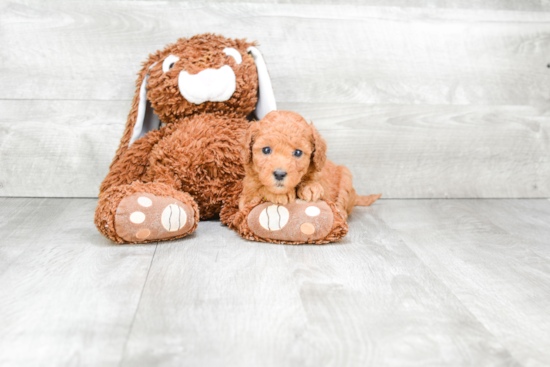 Funny Mini Goldendoodle Poodle Mix Pup