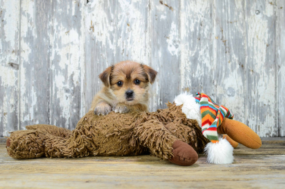 Shorkie Puppy for Adoption