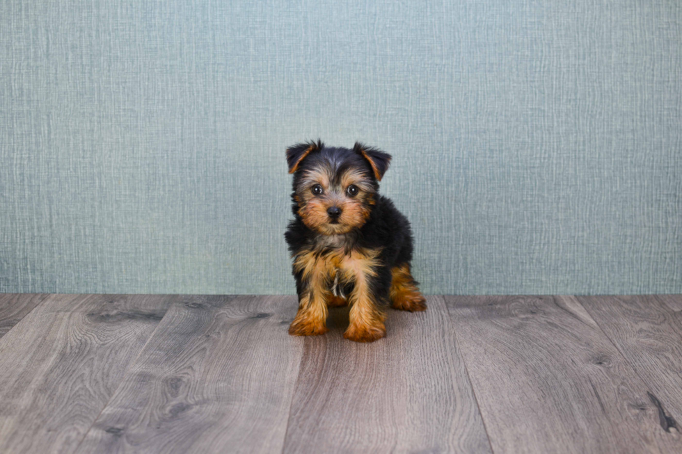 Meet Capone - our Yorkshire Terrier Puppy Photo 