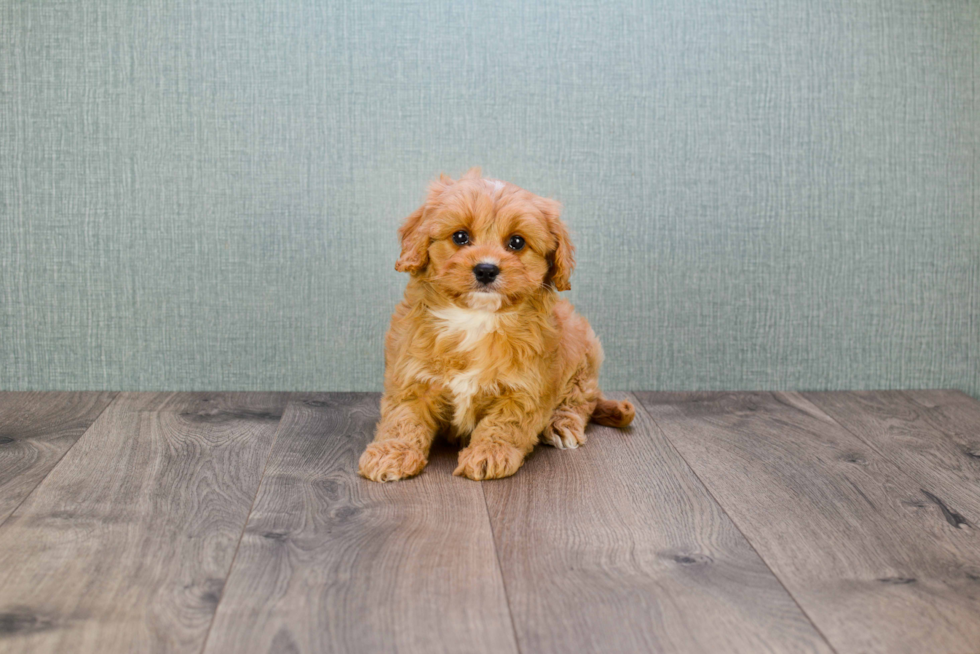 Cute Cavapoo Baby