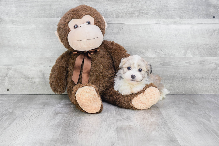 Havanese Pup Being Cute