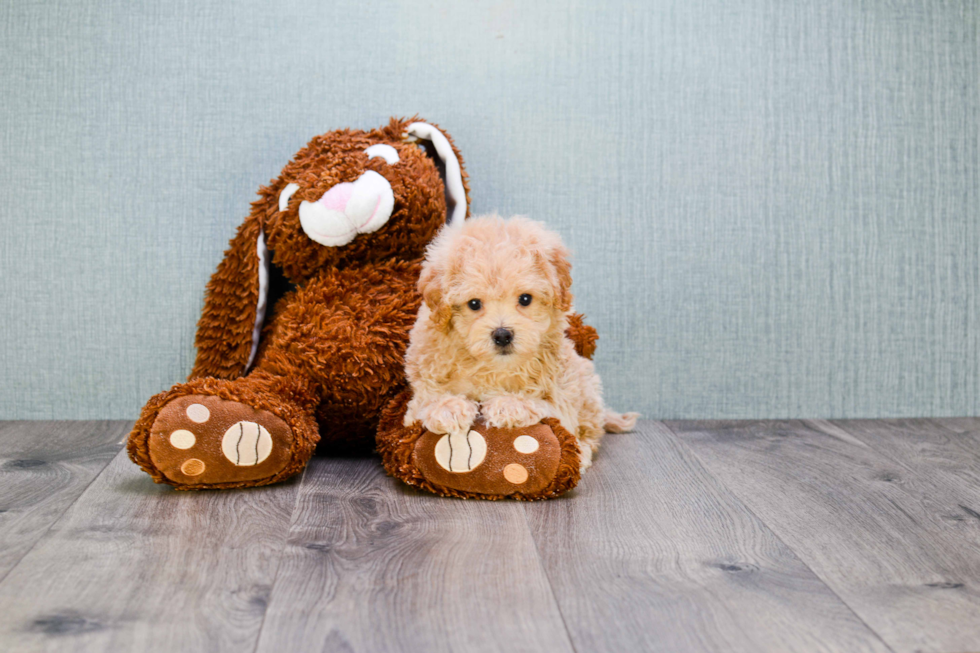 Maltipoo Puppy for Adoption