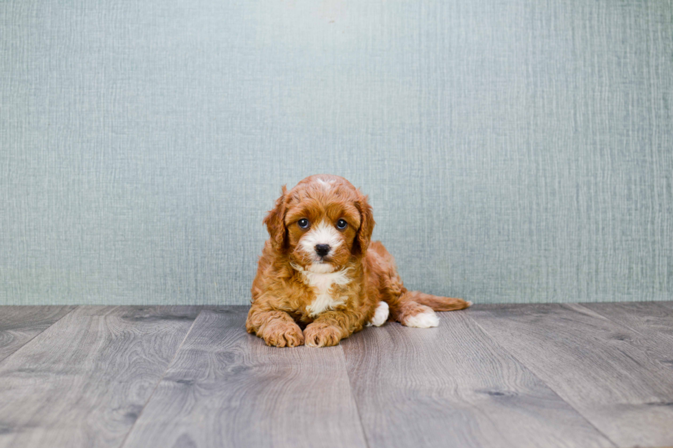 Small Cavapoo Baby