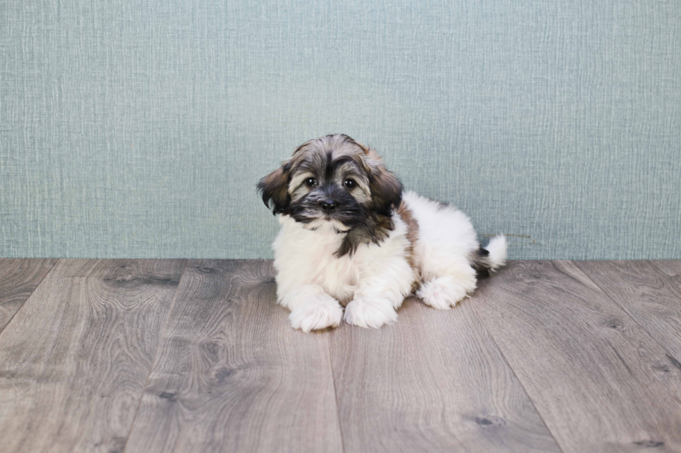 Best Havanese Baby