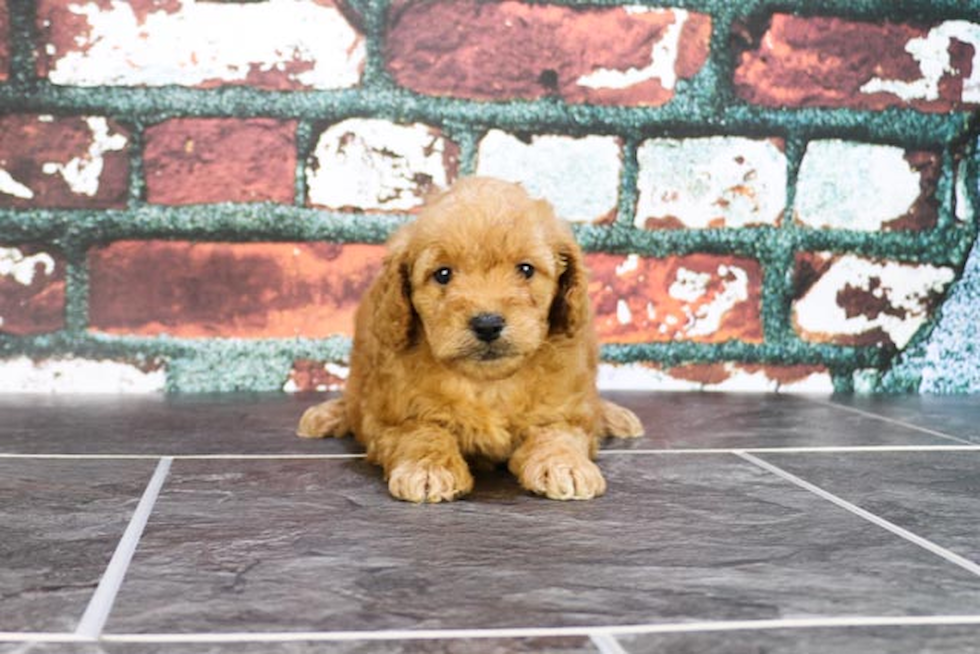 Small Mini Goldendoodle Baby