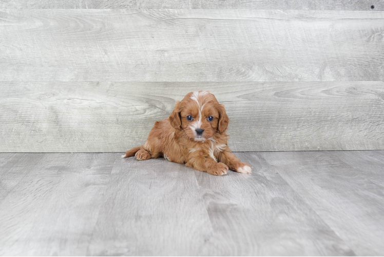 Friendly Cavapoo Baby