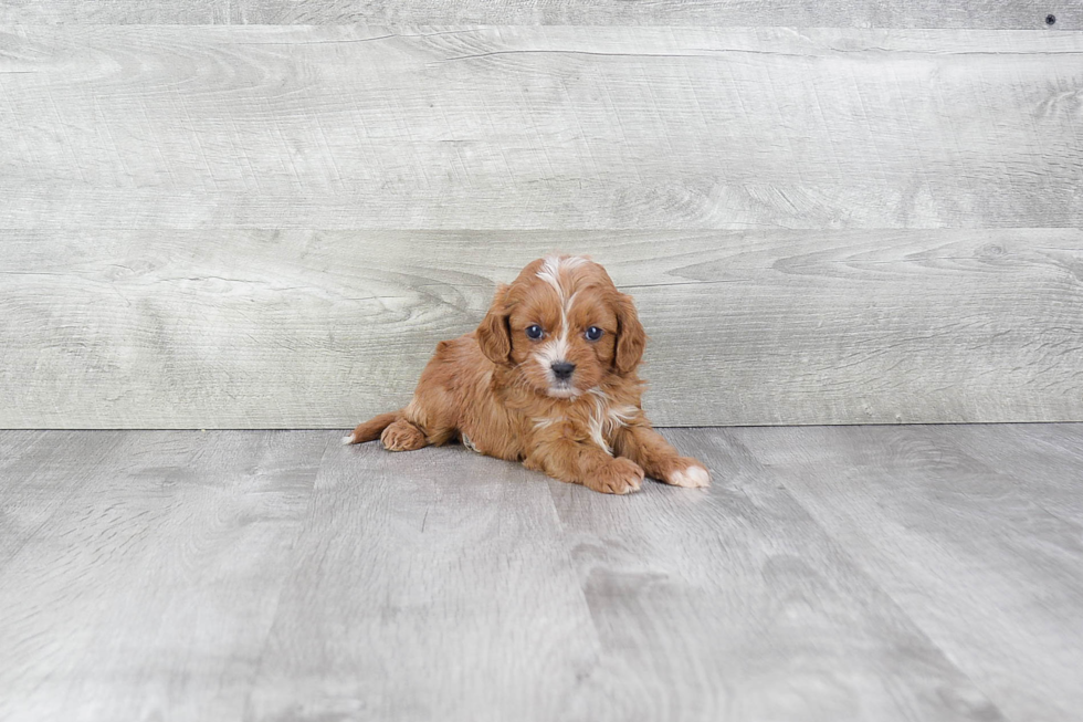 Friendly Cavapoo Baby