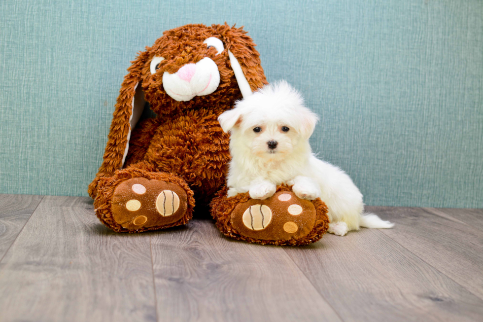 Little Maltese Purebred Pup