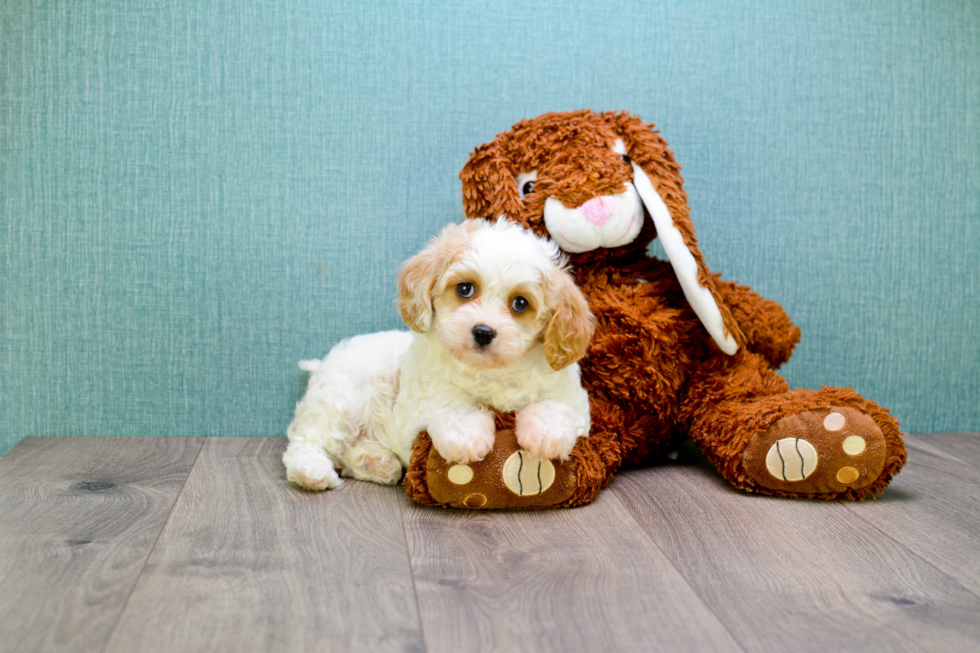 Cavachon Pup Being Cute