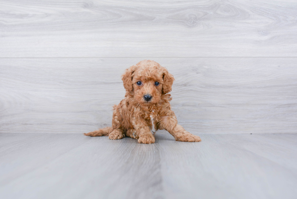 Playful Cavoodle Poodle Mix Puppy