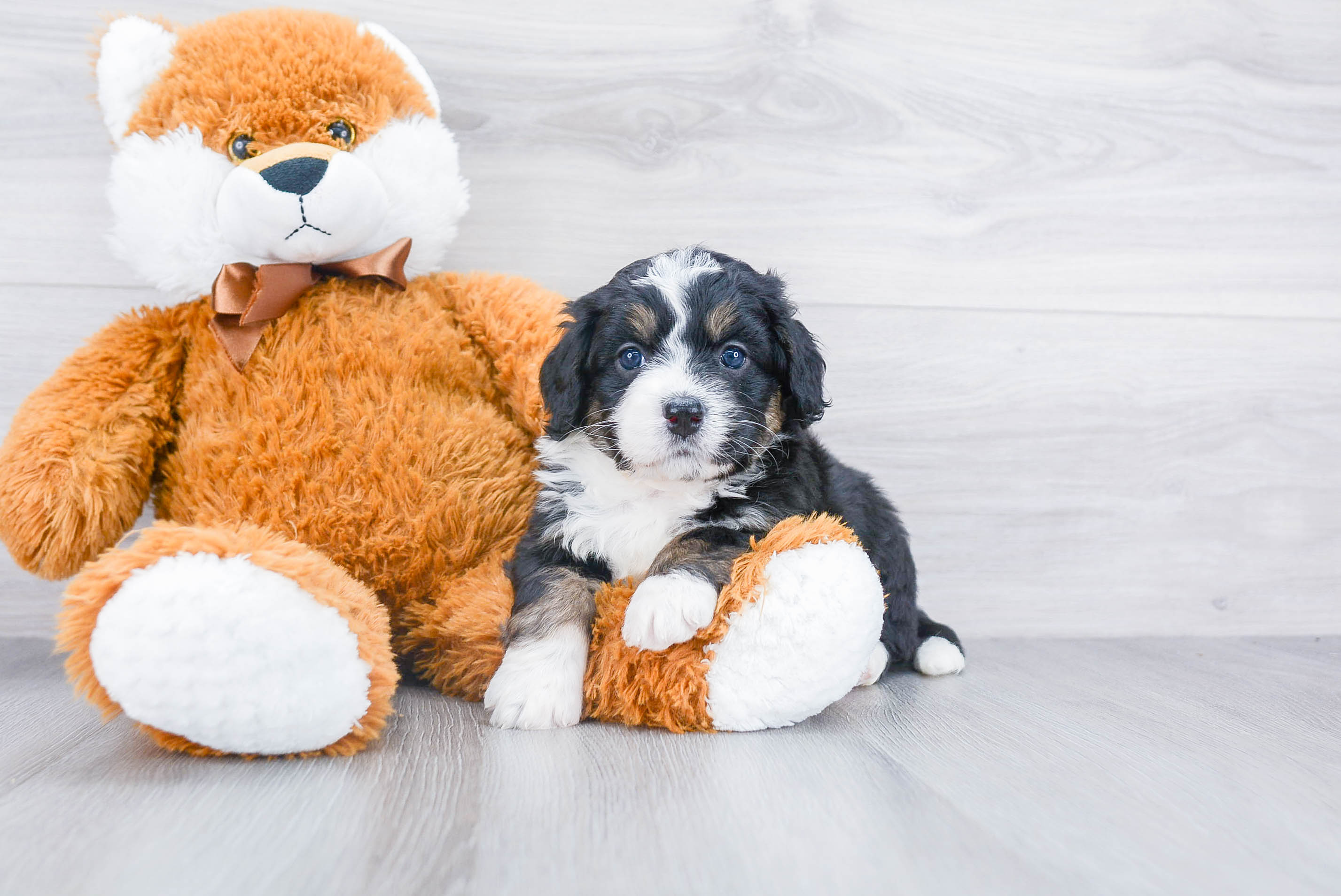 Cute Mini Bernedoodle Baby