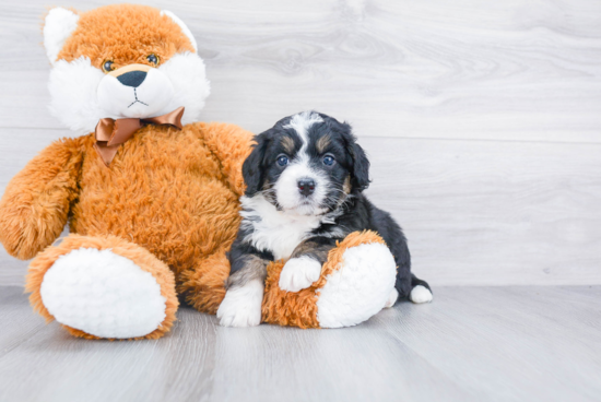 Cute Mini Bernedoodle Baby