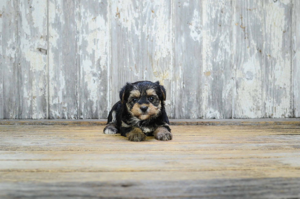 Morkie Pup Being Cute