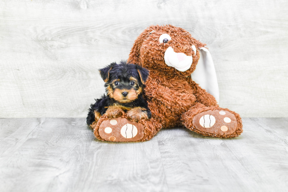 Meet Zoro - our Yorkshire Terrier Puppy Photo 