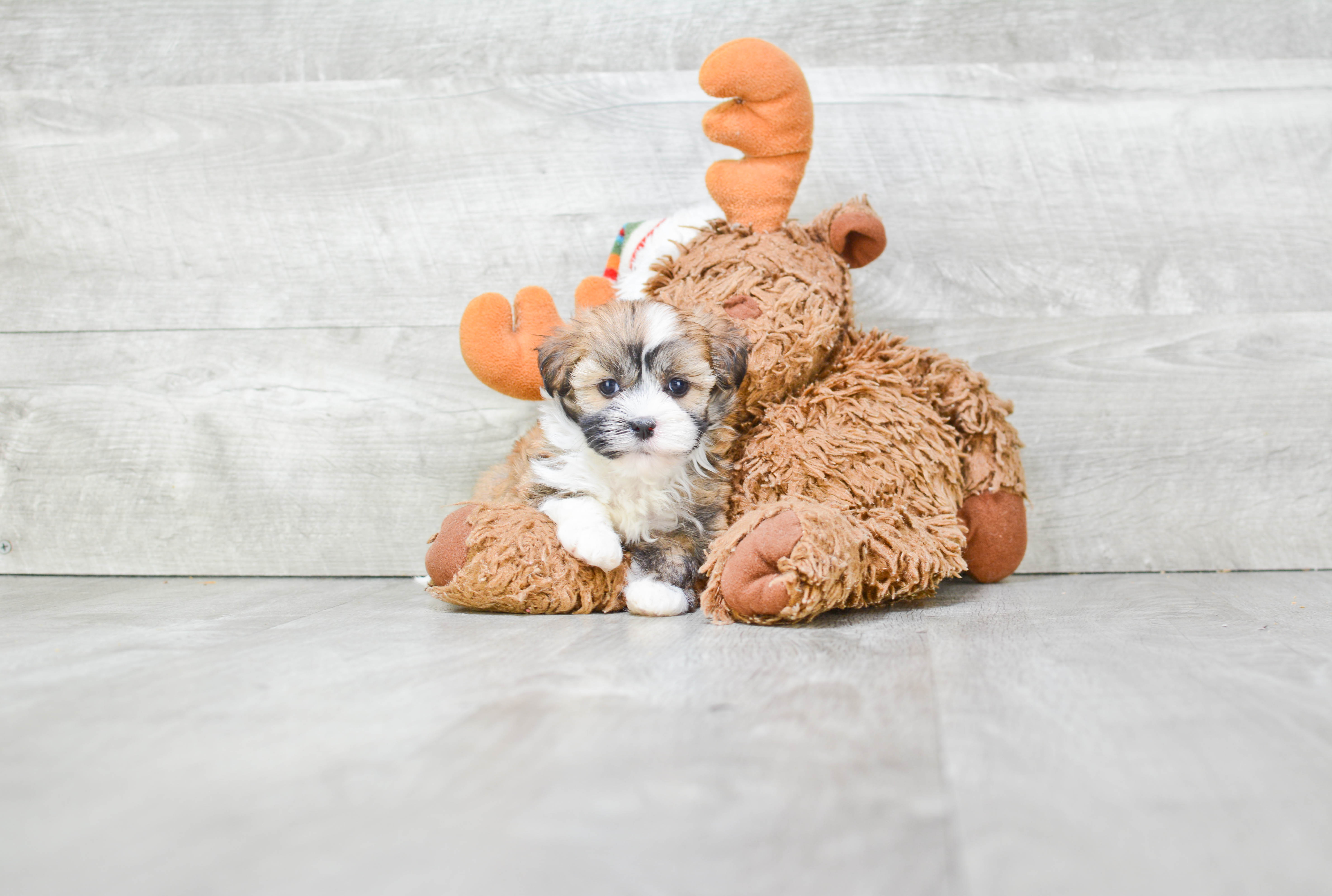 Best Havanese Baby