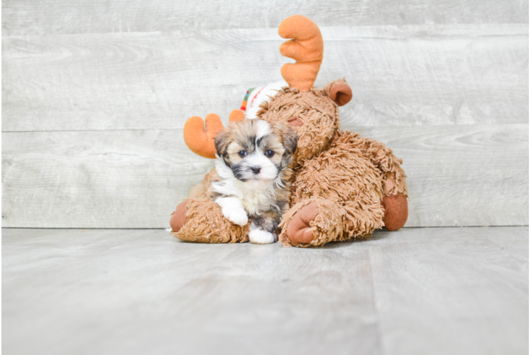 Best Havanese Baby