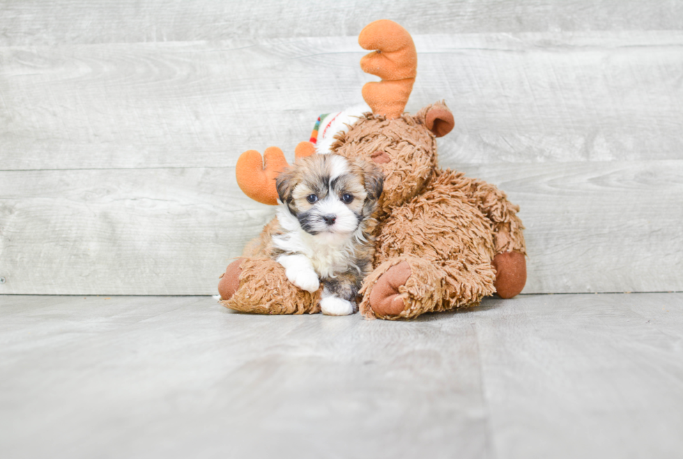 Best Havanese Baby