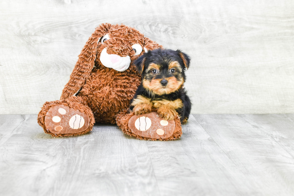 Meet Lisa - our Yorkshire Terrier Puppy Photo 