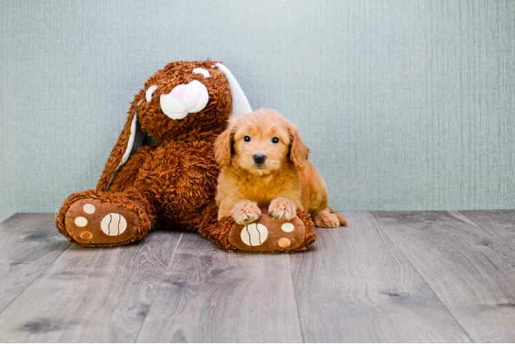 Little Golden Retriever Poodle Mix Puppy