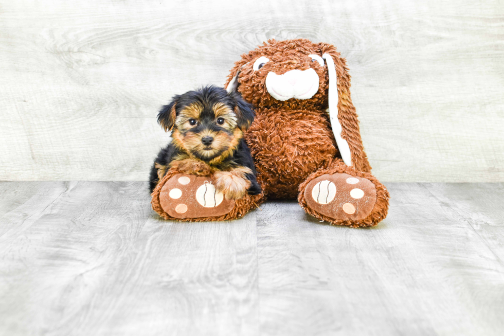 Meet Eliza - our Yorkshire Terrier Puppy Photo 