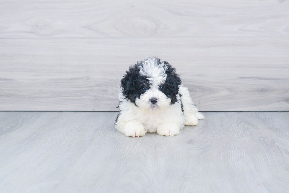 Cute Mini Bernedoodle Baby