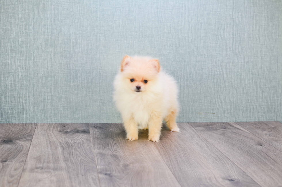 Best Pomeranian Baby