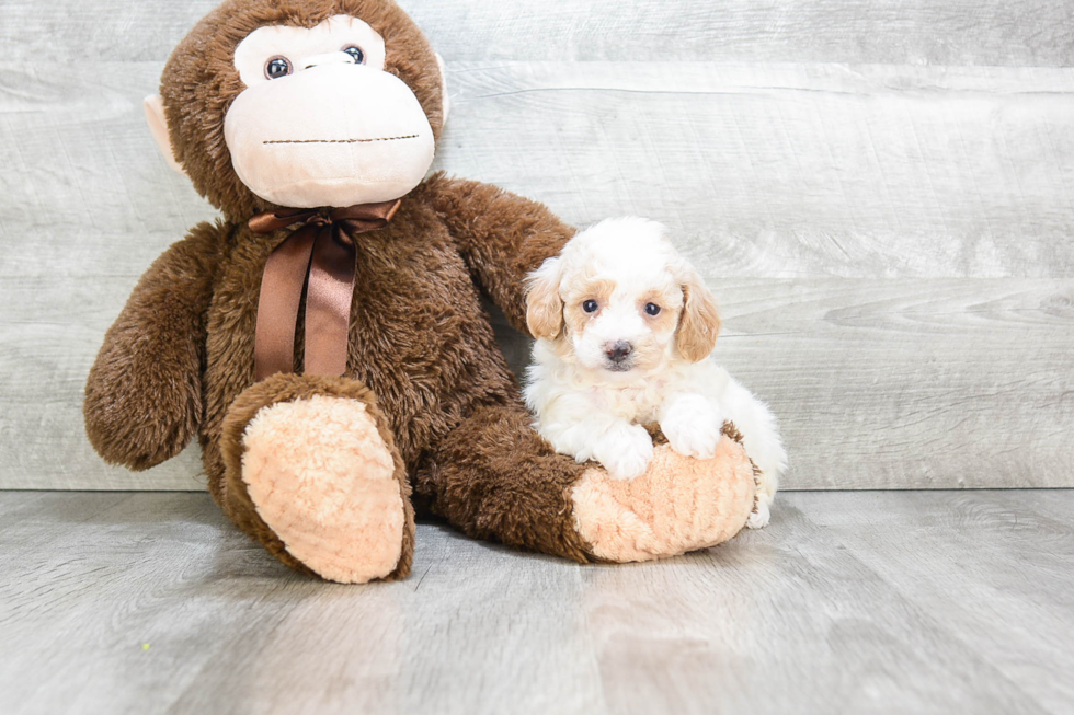 Happy Pudle Purebred Puppy