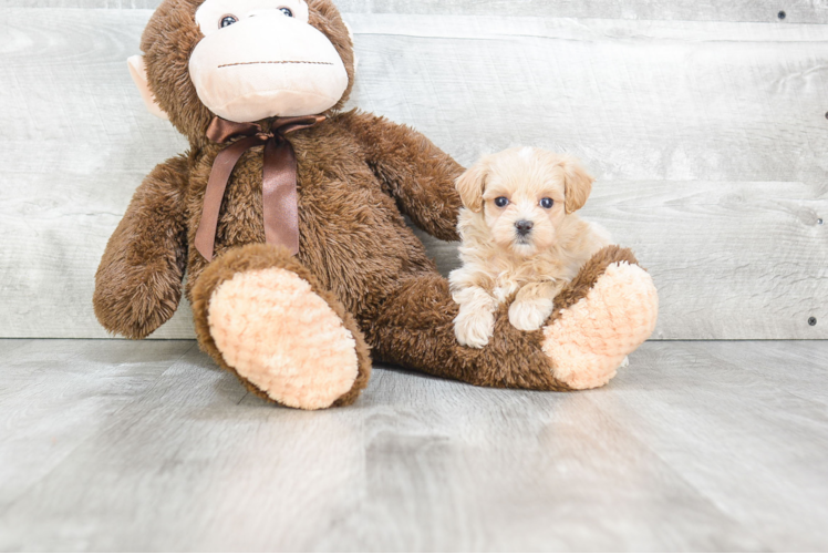 Maltipoo Puppy for Adoption