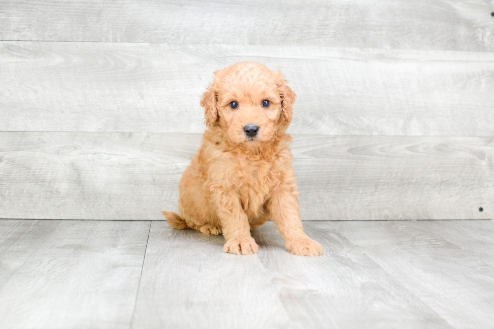 Mini Goldendoodle Pup Being Cute