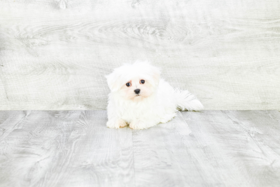 Best Maltese Baby