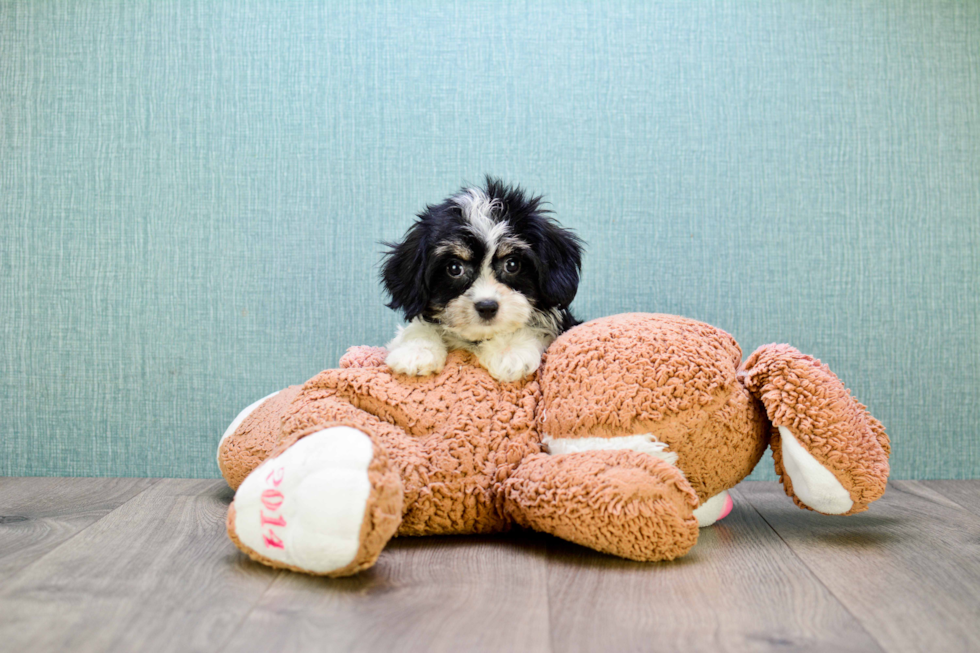 Sweet Cavachon Baby