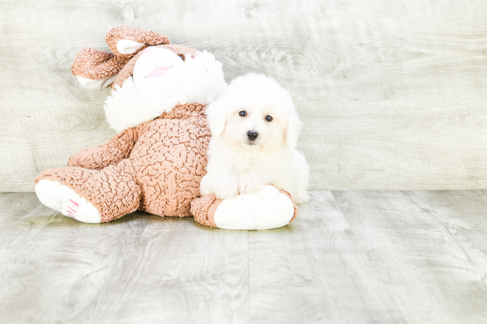 Adorable Bichon Frise Purebred Puppy