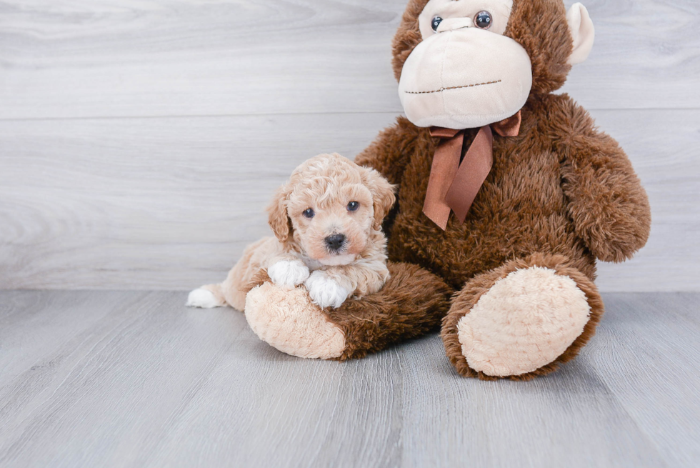 Maltipoo Pup Being Cute