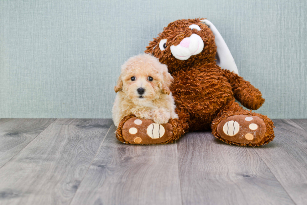 Energetic Maltese Poodle Poodle Mix Puppy