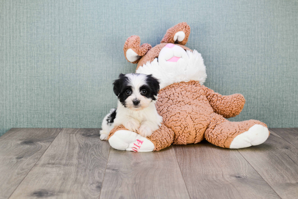 Morkie Pup Being Cute