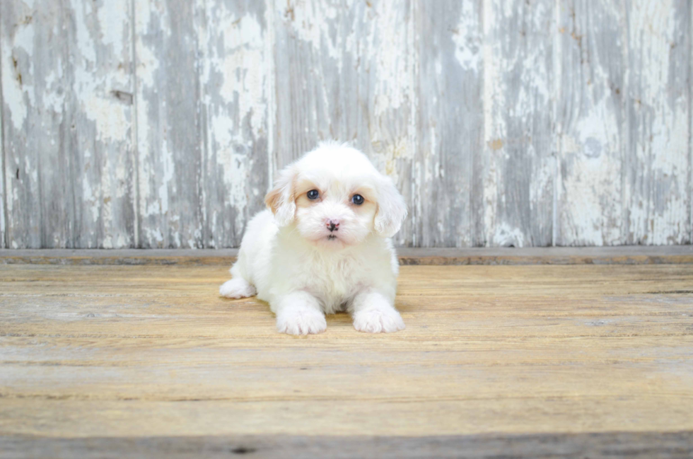 Adorable Cavalier Designer Puppy