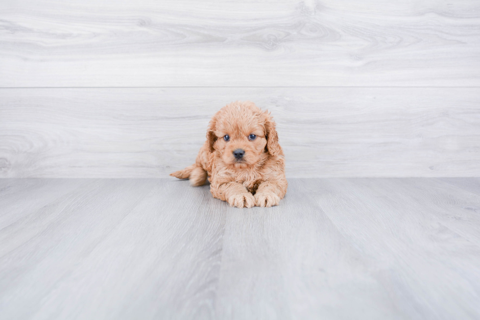 Cavapoo Puppy for Adoption