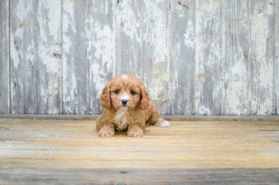 Cavapoo Pup Being Cute