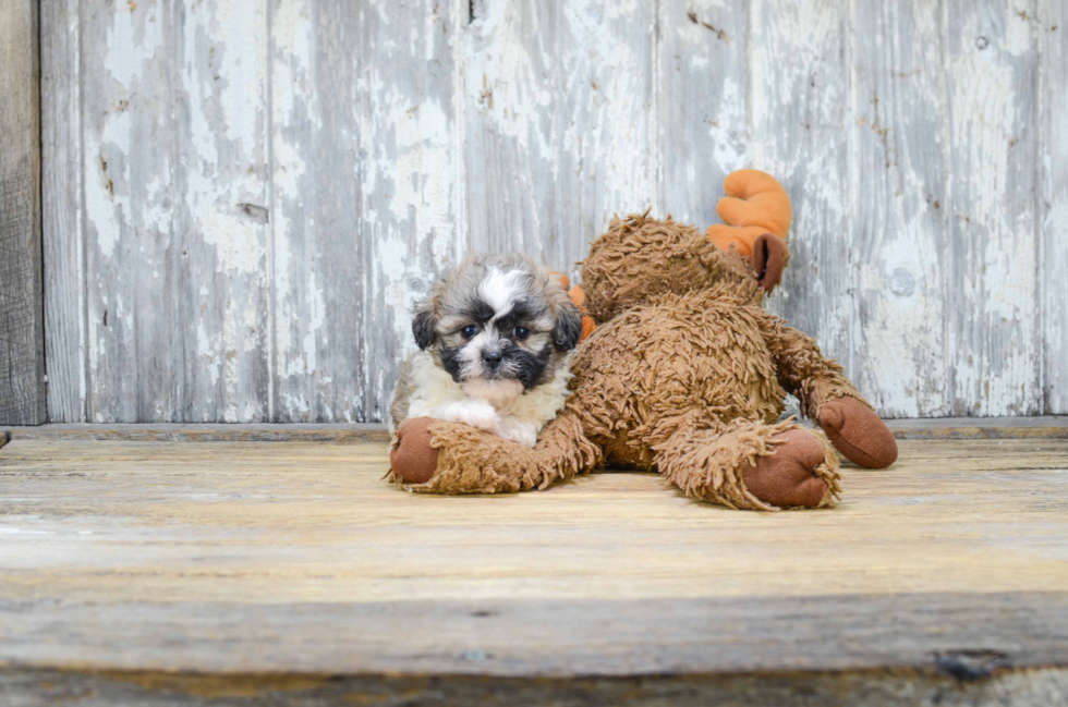 Teddy Bear Pup Being Cute